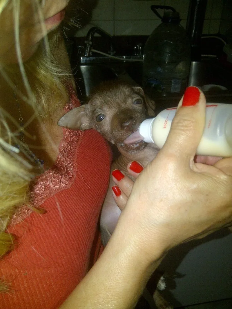 Una voluntaria alimenta con tetero a un cachorro rescatado
